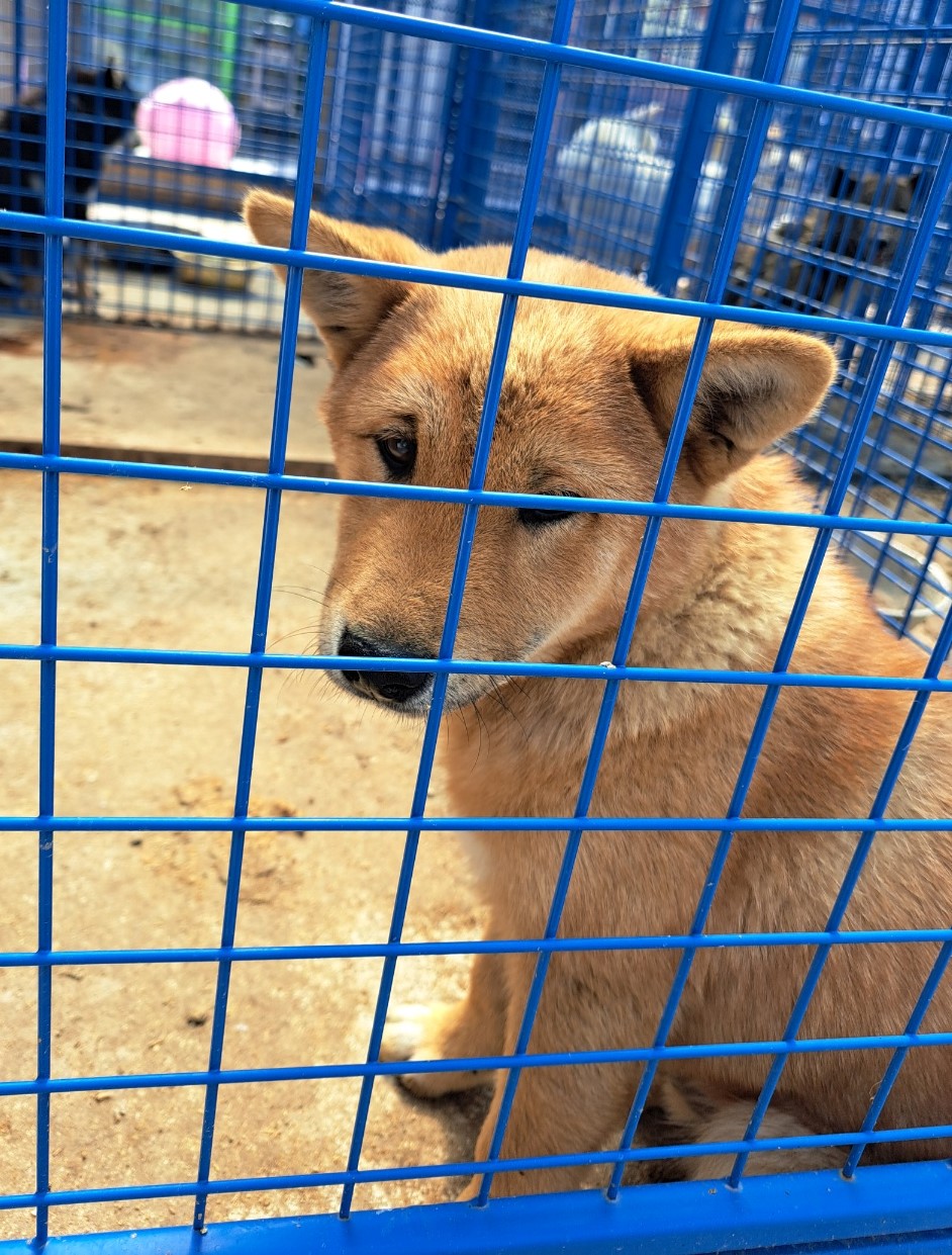울산유기동물보호센터_431373202300499